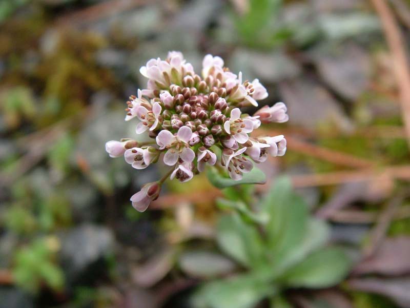 Noccaea caerulescens (=Thlaspi caerulescens) / Erba storna bluastra